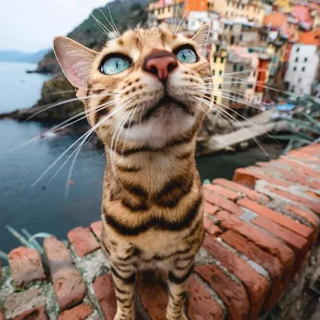Stella Di Rio 5 Terre Riomaggiore